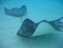 Snack Time!
Grand Cayman, Stingray city
Housed S-50/Can... by Steven Whitehead 